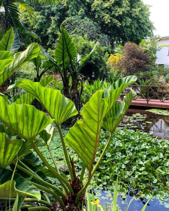 Andromeda Gardens Barbados