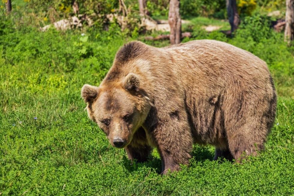 Wild Brown Bear