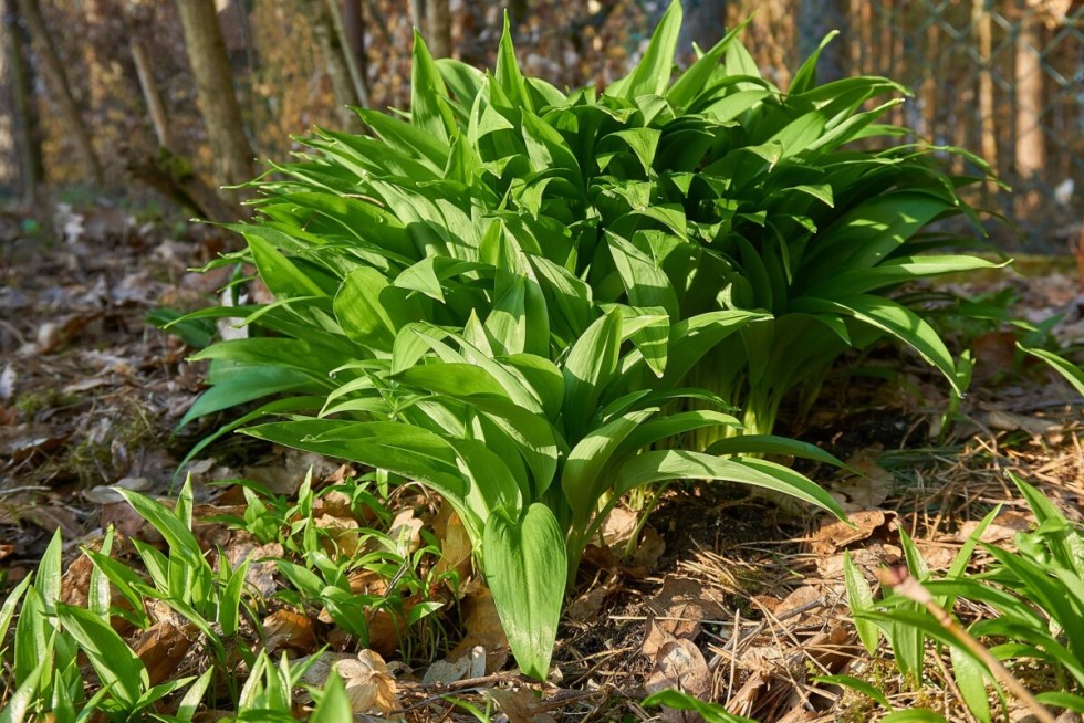 The Wild Garlic in the woods at the bottom of my garden