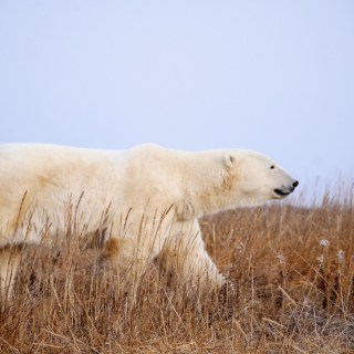 Churchill Wild Walking with Polar Bears