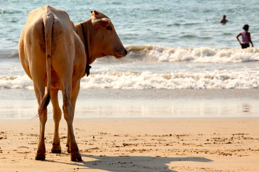 Cow on beach in Goa