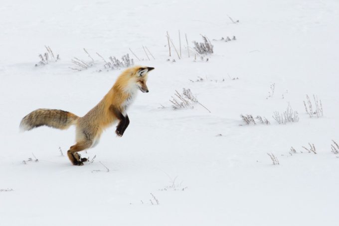 Red Fox Yellowstone National Park