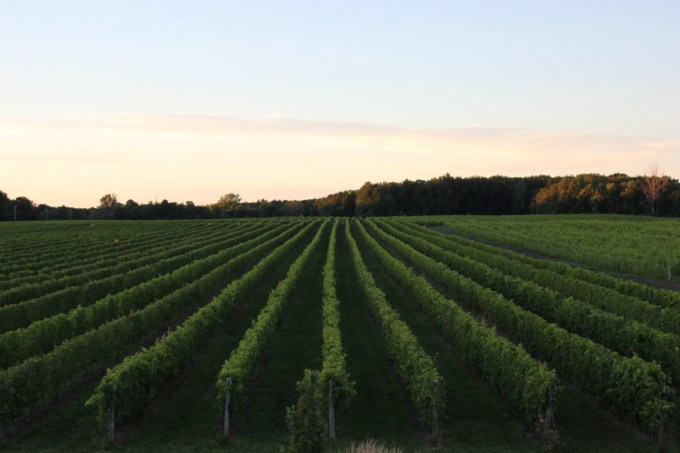 Vignoble Rivière du Chêne