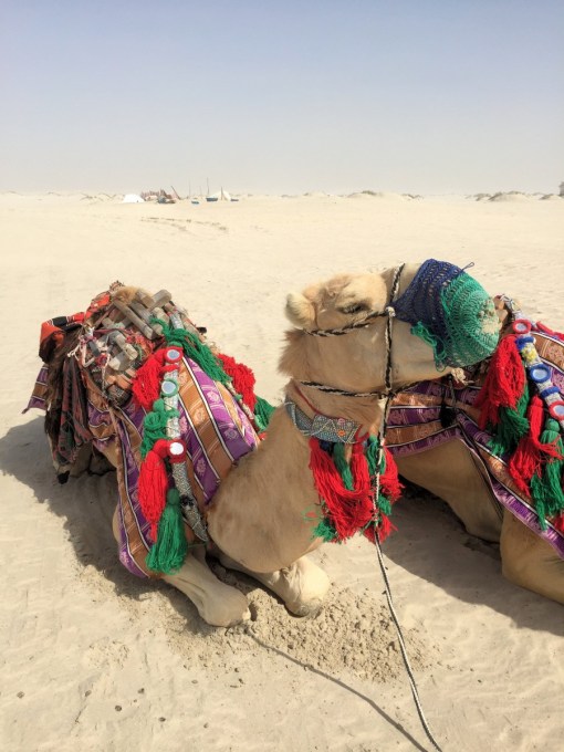 Camels, Dune Bashing and Beach BB