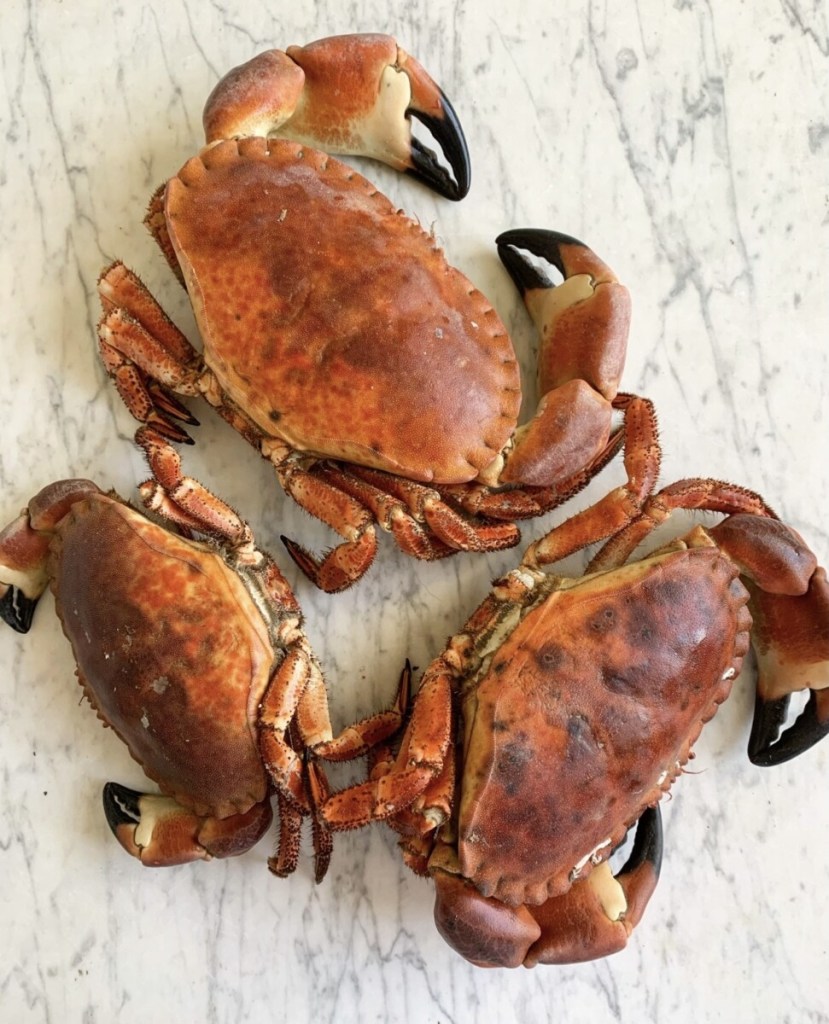 Lleyn Peninsula Crab