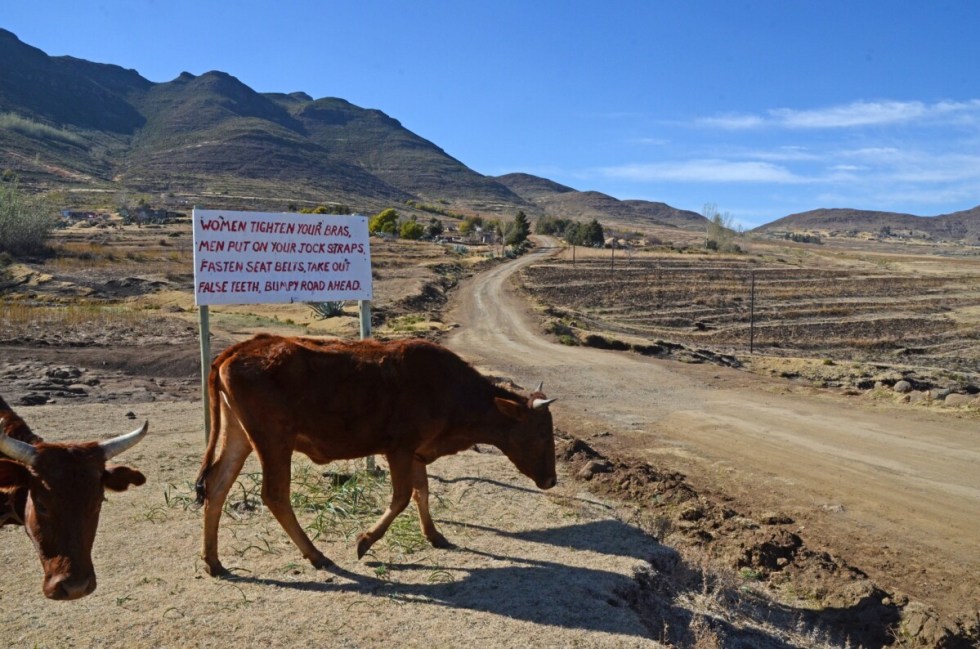 Lesotho - Cows Crossing the Road