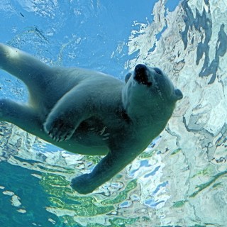 Polar Bear Orphan at Assiniboine Park Zoo, Winnipeg