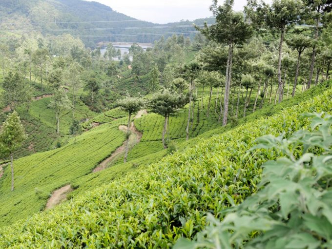 Pedro Tea Estate at Nuwara Eliya