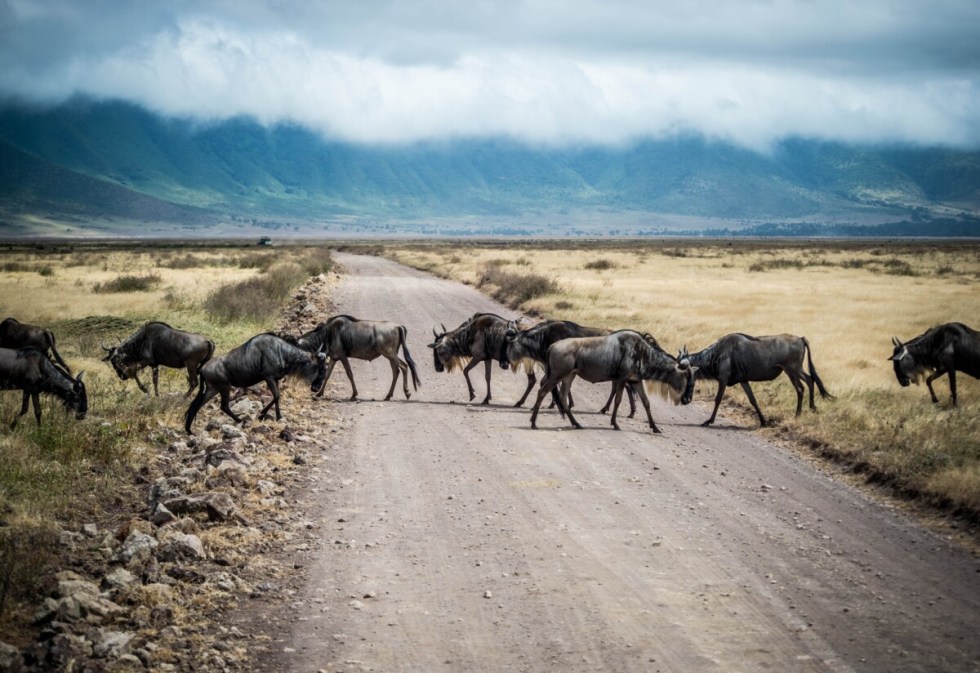 Wildebeest in Tanzania