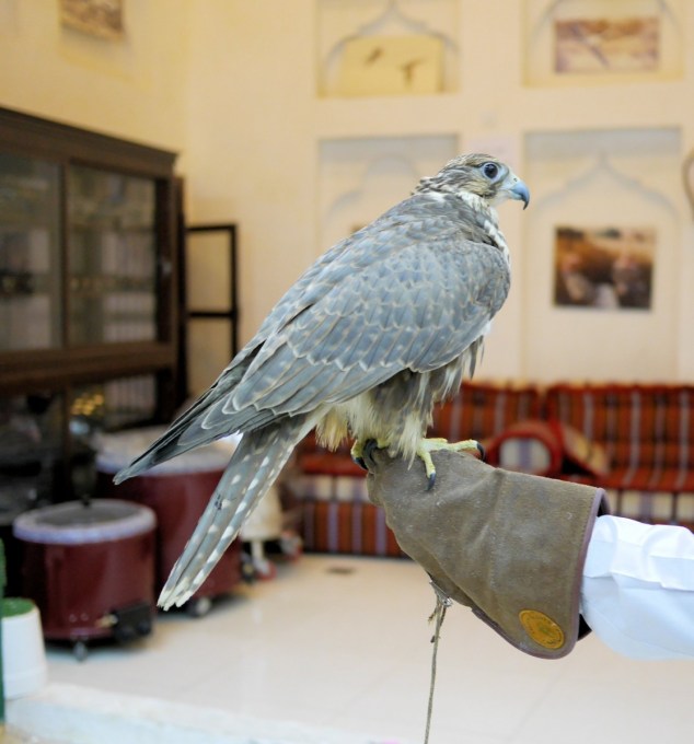 Falcon in Doha Falcon Souq