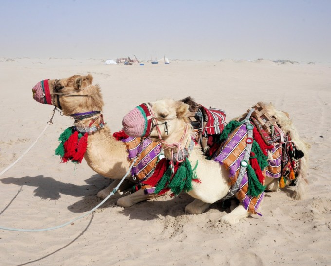 Camels Qatar