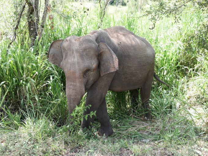 Baby Wild Elephant as seen on the way up to Habarana